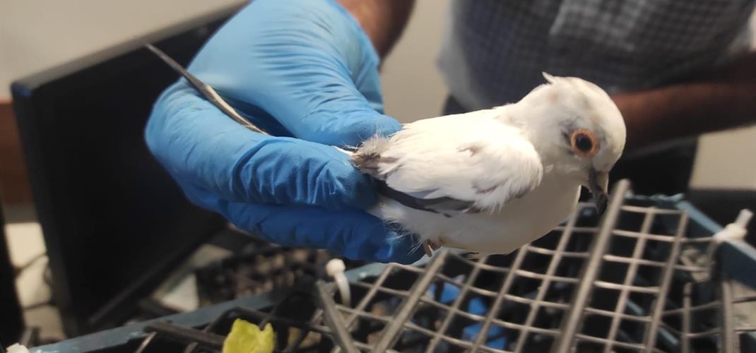 Yolcu Beraberi Kaçak Getirilen Kuşlar