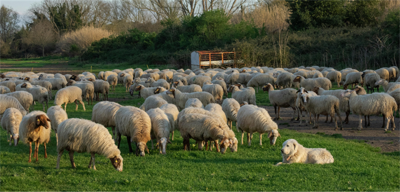 KIRSALDA BEREKET KÜÇÜKBAŞA DESTEK PROJESİNDE BAŞVURULAR BAŞLADI