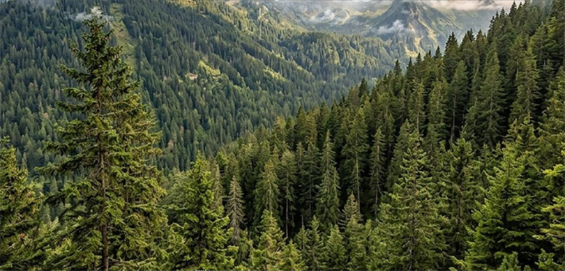 BAKAN YUMAKLI, DÜNYA ORMANCILIK GÜNÜ VE ORMAN HAFTASI'NI KUTLADI